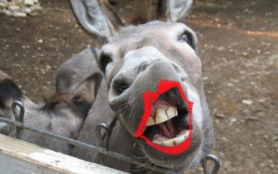 Lipstick on a Donkey:  The Ugly Truth About Company Culture